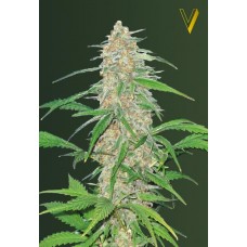 Семена конопли AK-77V (AK-47V) Феминизированные Victory seeds